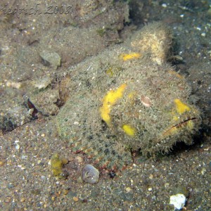 bandtail scorpionfish