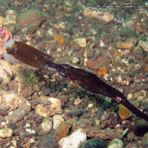 robust ghostpipefish