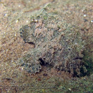 juv. bandtail frogfish