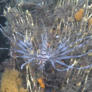 Lionfish found at Fort Adams RI during Int. Coastal Cleanup 9/20/08