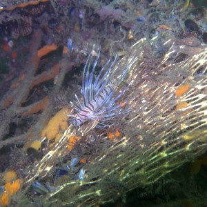 Lionfish found at Fort Adams RI during Int. Coastal Cleanup 9/20/08