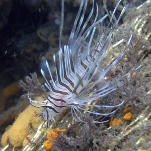 Lionfish found at Fort Adams RI during Int. Coastal Cleanup 9/20/08