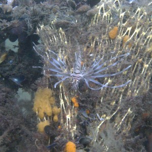 Lionfish found at Fort Adams RI during Int. Coastal Cleanup 9/20/08