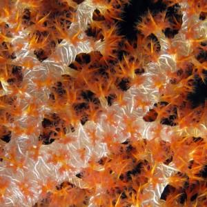 Soft_coral_-_Dendronephthya_sp