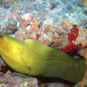 The Moray the Merrier