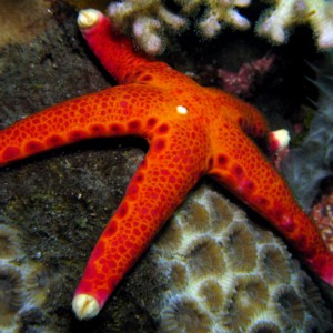 Starfish