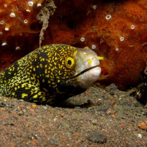 Starry Moray Eel (Echidna nebulosa)