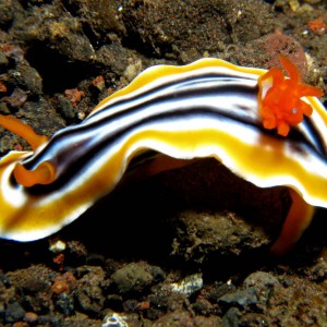 Nudibranch Chromodoris quadricolor