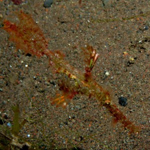Juvenile gosh pipefish
