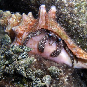 Night life off Scuba Club Cozumel