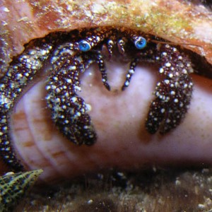 Night life off Scuba Club Cozumel