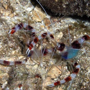 Night life off Scuba Club Cozumel