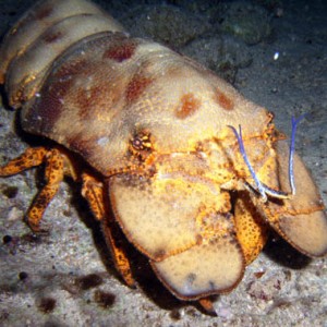 Night life off Scuba Club Cozumel