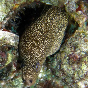 Night life off Scuba Club Cozumel