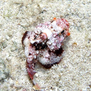 Night life off Scuba Club Cozumel