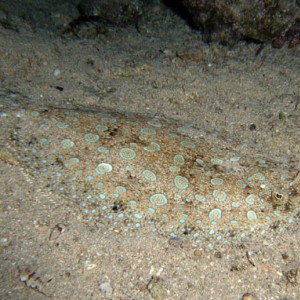 Night life off Scuba Club Cozumel