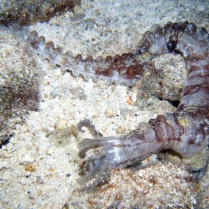 Night life off Scuba Club Cozumel