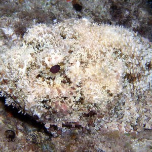 Night life off Scuba Club Cozumel