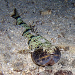 Night life off Scuba Club Cozumel