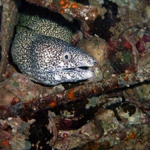 Night life off Scuba Club Cozumel