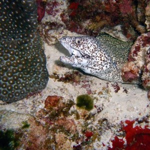 Night life off Scuba Club Cozumel