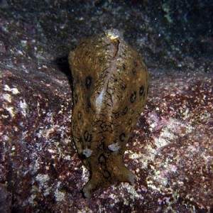 Night life off Scuba Club Cozumel