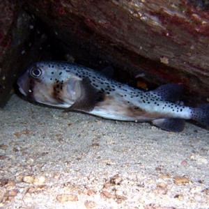 Night life off Scuba Club Cozumel