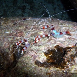 Night life off Scuba Club Cozumel