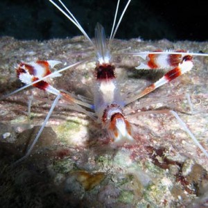 Night life off Scuba Club Cozumel