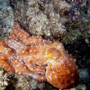 Night life off Scuba Club Cozumel