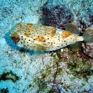 Night life off Scuba Club Cozumel