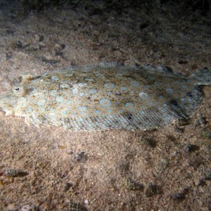 Night life off Scuba Club Cozumel