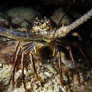 Night life off Scuba Club Cozumel