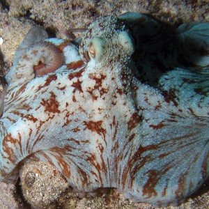 Night life off Scuba Club Cozumel