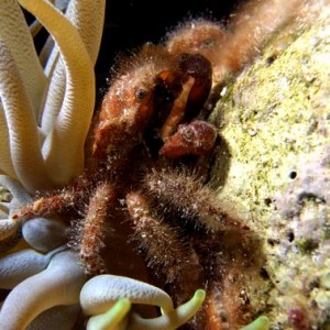 Night life off Scuba Club Cozumel