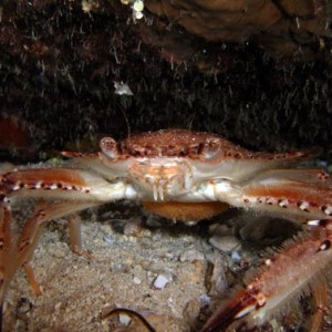 Night life off Scuba Club Cozumel