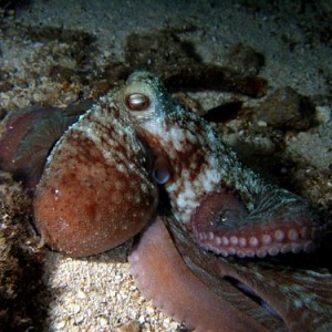 Night life off Scuba Club Cozumel