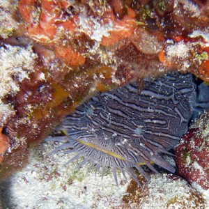 Cozumel Reef Fish