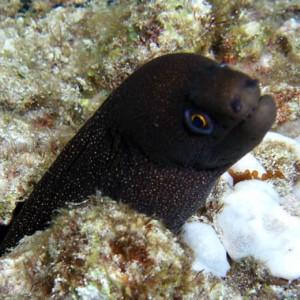 Cozumel Reef Fish