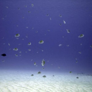 Cozumel Reef Fish