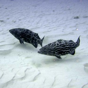 Cozumel Reef Fish