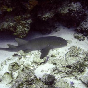 Cozumel Reef Fish