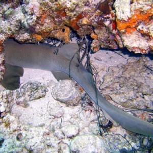 Cozumel Reef Fish