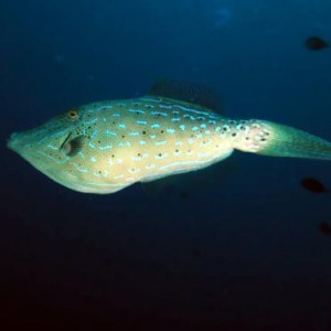 Cozumel Reef Fish