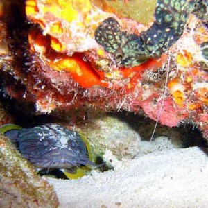 Cozumel Reef Fish