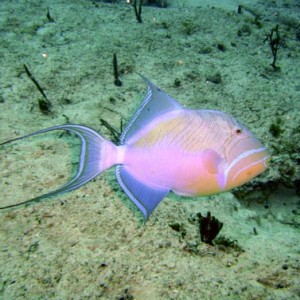 Cozumel Reef Fish