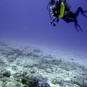 Cozumel Reef Fish