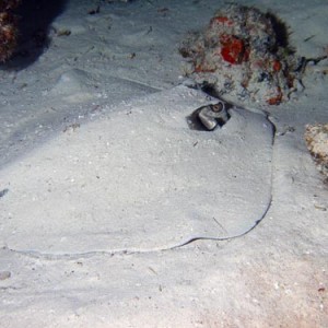 Cozumel Rays and Skates