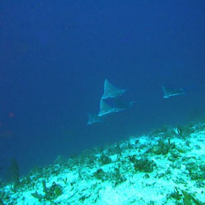 Cozumel Rays and Skates