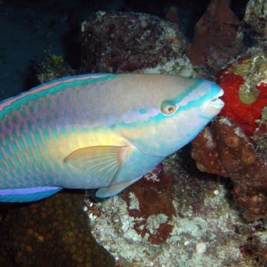 Cozumel Reef Fish